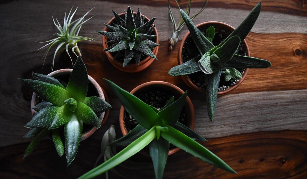 Plantas para dentro de casa: conheça as melhores espécies para cultivar